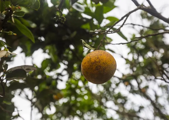 Bicycle - Al 펜션 Ponta Delgada